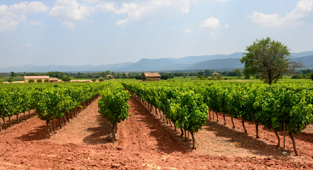 Vineyards in the Var region of southern France, an area that is one of my fave places to visit in France