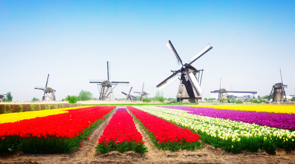Tulips fields in the Netherlands with windmills.