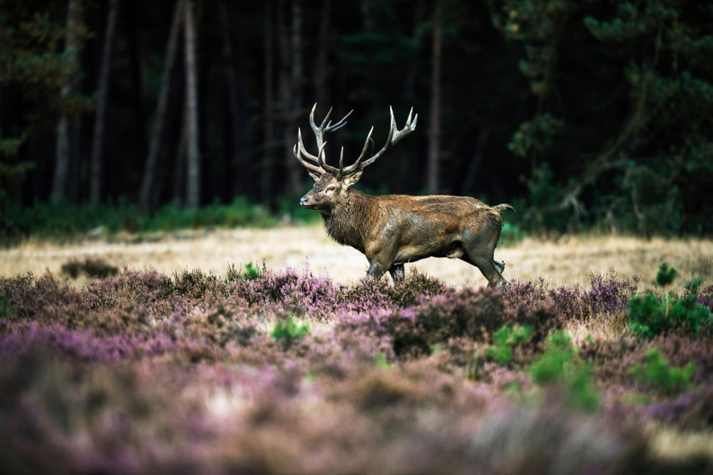 Antlered deer in the Dutch National Park in the Netherlands