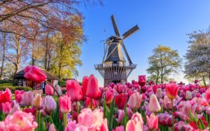 Novels Set in Netherlands Perfect for the Artsy Traveler