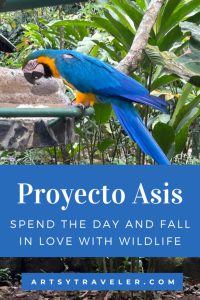 Pinterest graphic with the text "Proyecto Asis: Spend the Day and Fall in Love with Wildlife" over a picture of a blue parrot.