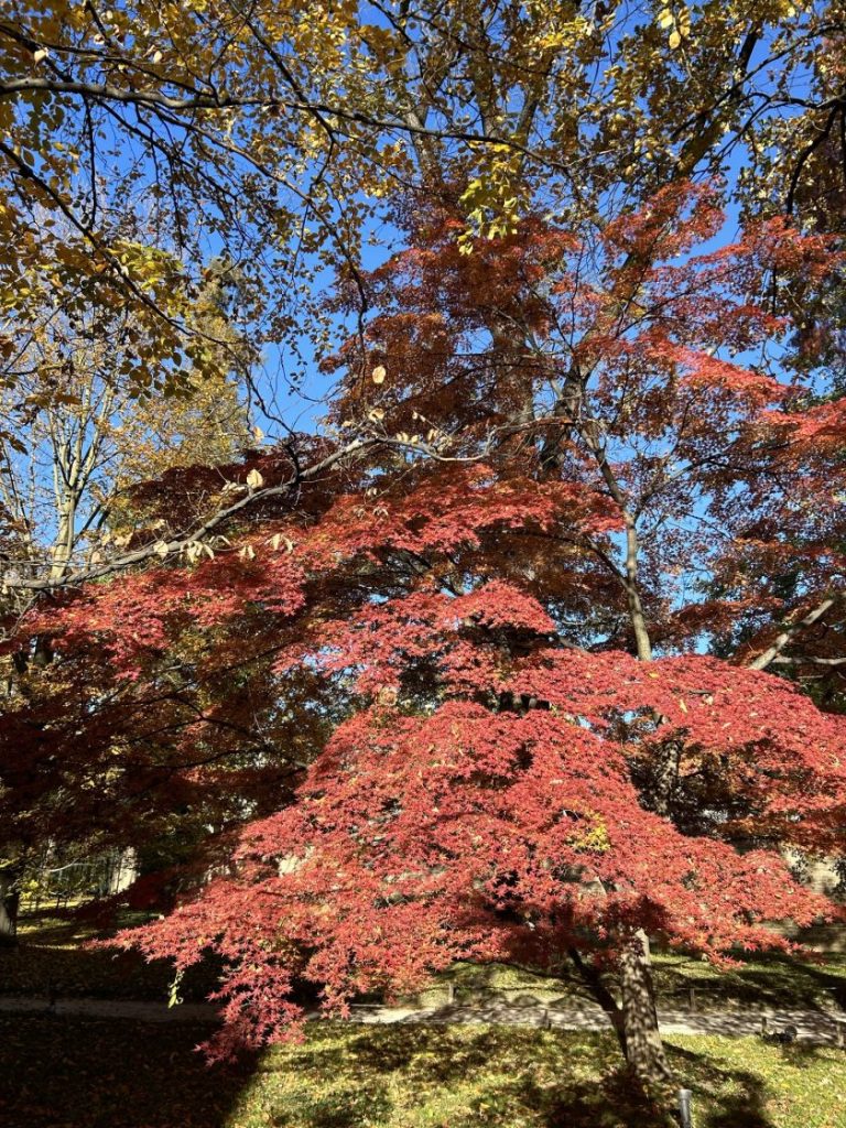 Vibrant autumn leaves in Padua, showcasing shades of red and gold against a clear blue sky. A picturesque sight for nature enthusiasts exploring Padua.