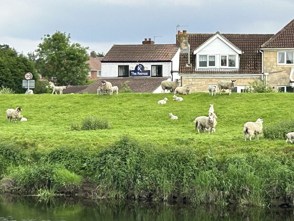 Vieww of lambs grazing in green fields near the Writers Retreat in the village of Beal in Yorkshire, England