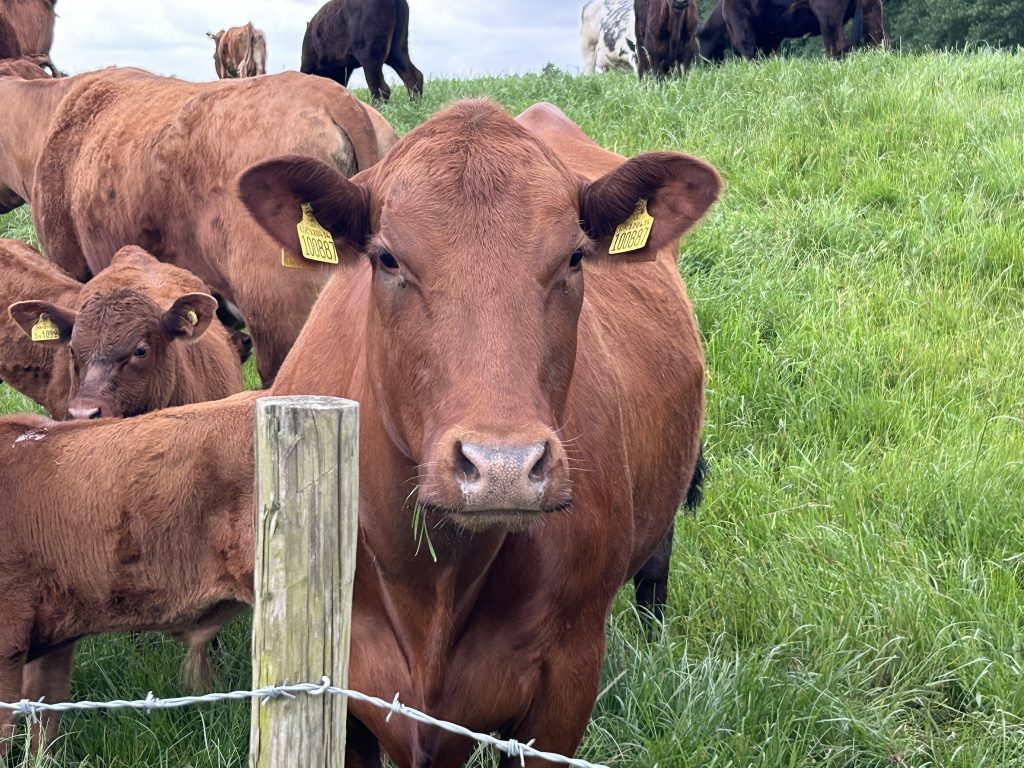 Cows grazing in a field near the Writers Retreat in the village of Beal in Yorkshire, England