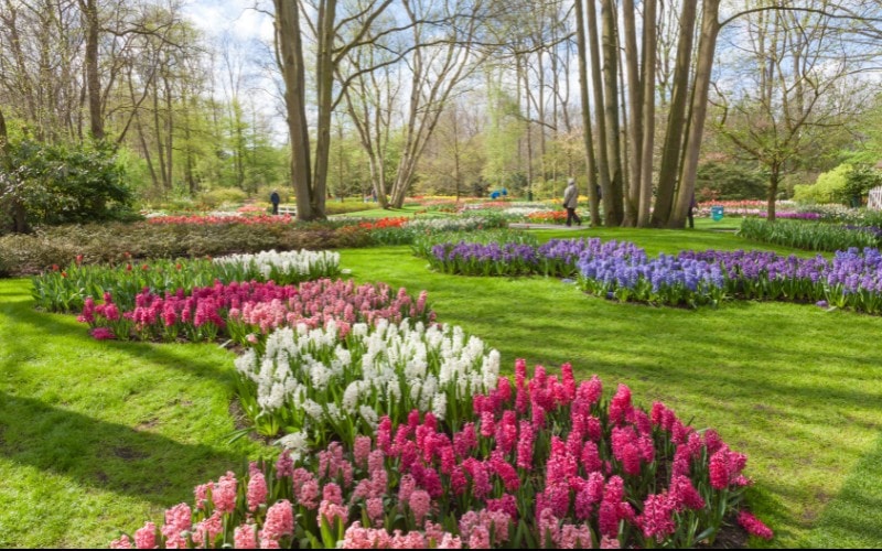 A vibrant garden scene with rows of pink, white, and purple flowers weaving through bright green grass, surrounded by tall trees and spring blossoms.