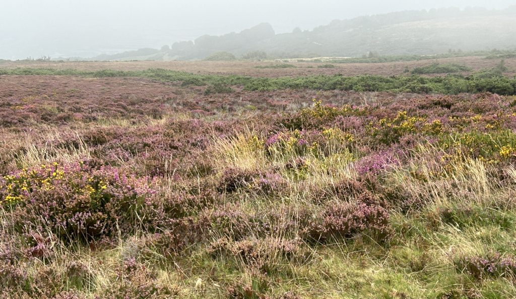 Misty view of Exmoor on a Rabbie’s tour of southwest England