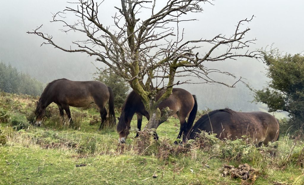 Wild Horses on Exmoor on a Rabbie’s tour of southwest England