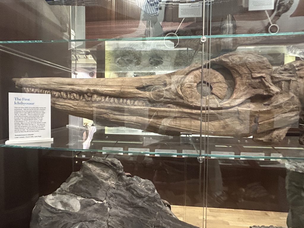 Display of fossils in the Lyme Regis Museum