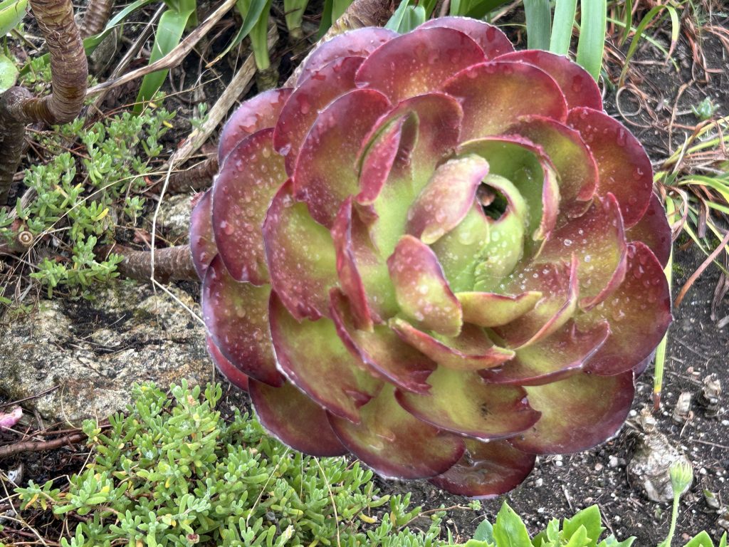 Plants at Minack Theatre in Cornwall