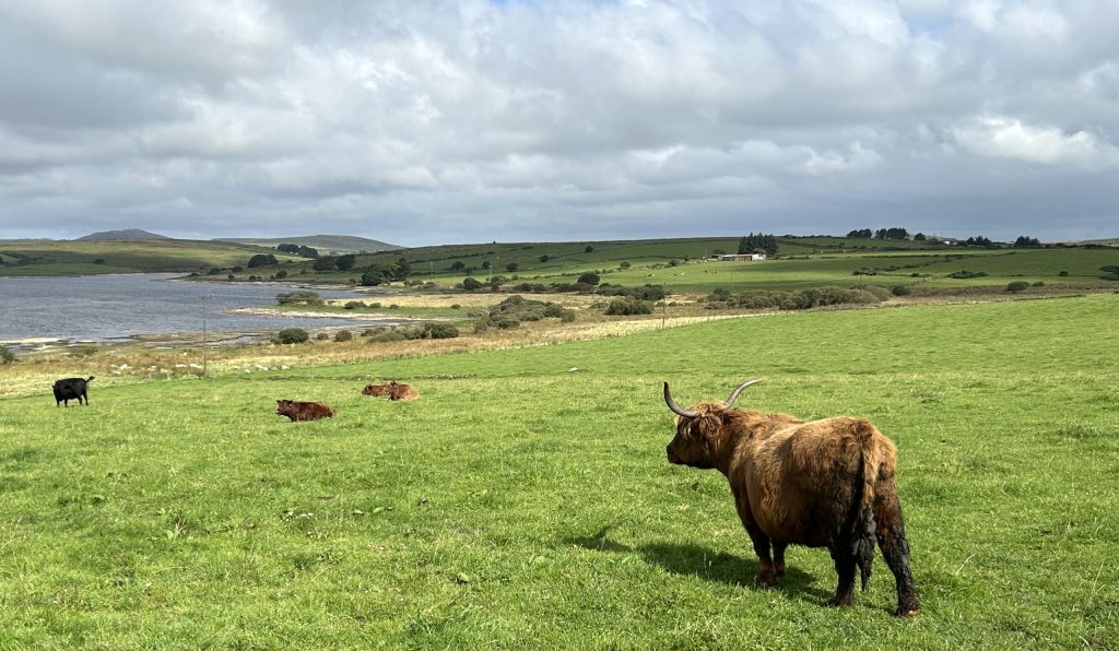 Hairy cow on Bodmin Moor