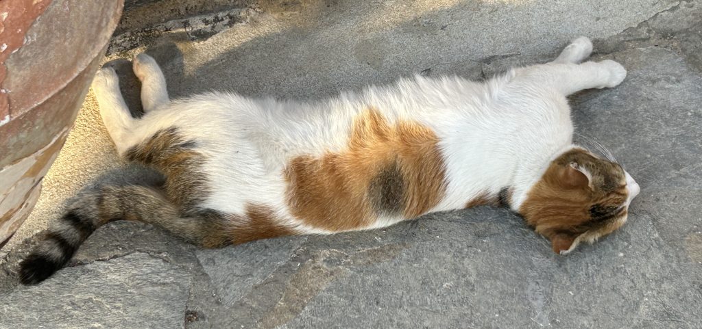 Feral cat in Naxos