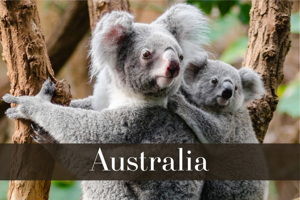 A mother koala clings to a tree trunk with her joey hugging her back, set against a blurred background of greenery.