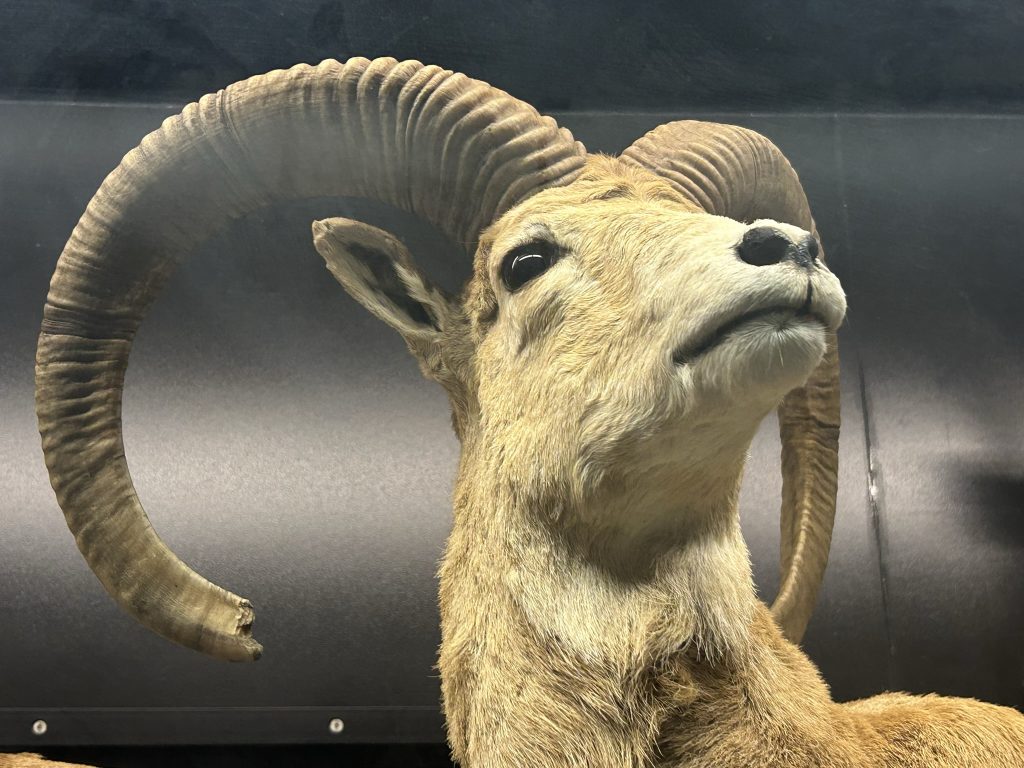 A taxidermy big horn sheep with large curved horns against a dark background.