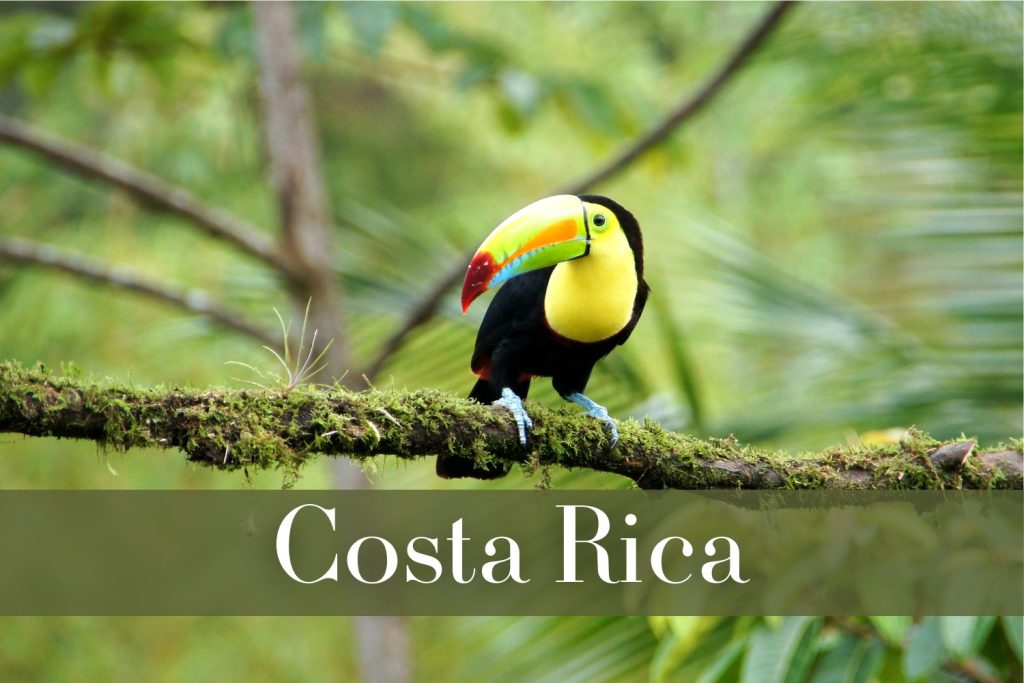 A vibrant keel-billed toucan perched on a moss-covered branch in a lush green rainforest.