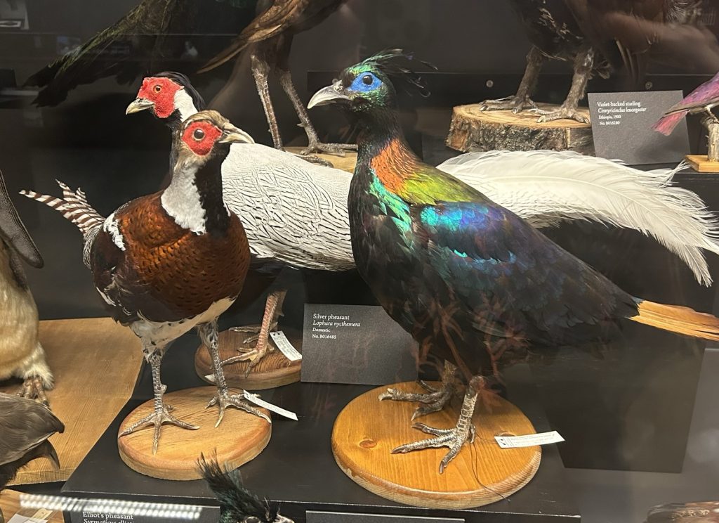 A museum display featuring colorful taxidermy birds, including a silver pheasant with iridescent feathers and an Elliot's pheasant on wooden stands.