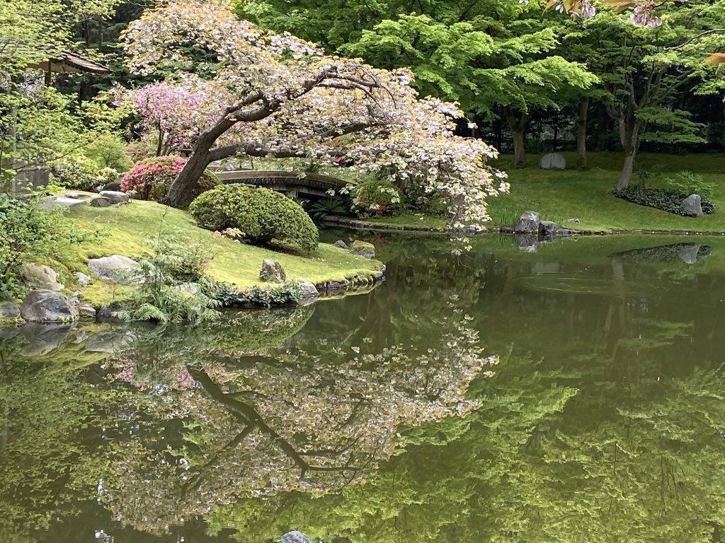 A view of the Nitobe Gardens at UBC in Vancouver showing a pond reflecting a blossoming cherry tree, rocks, and lush greenery in the background.