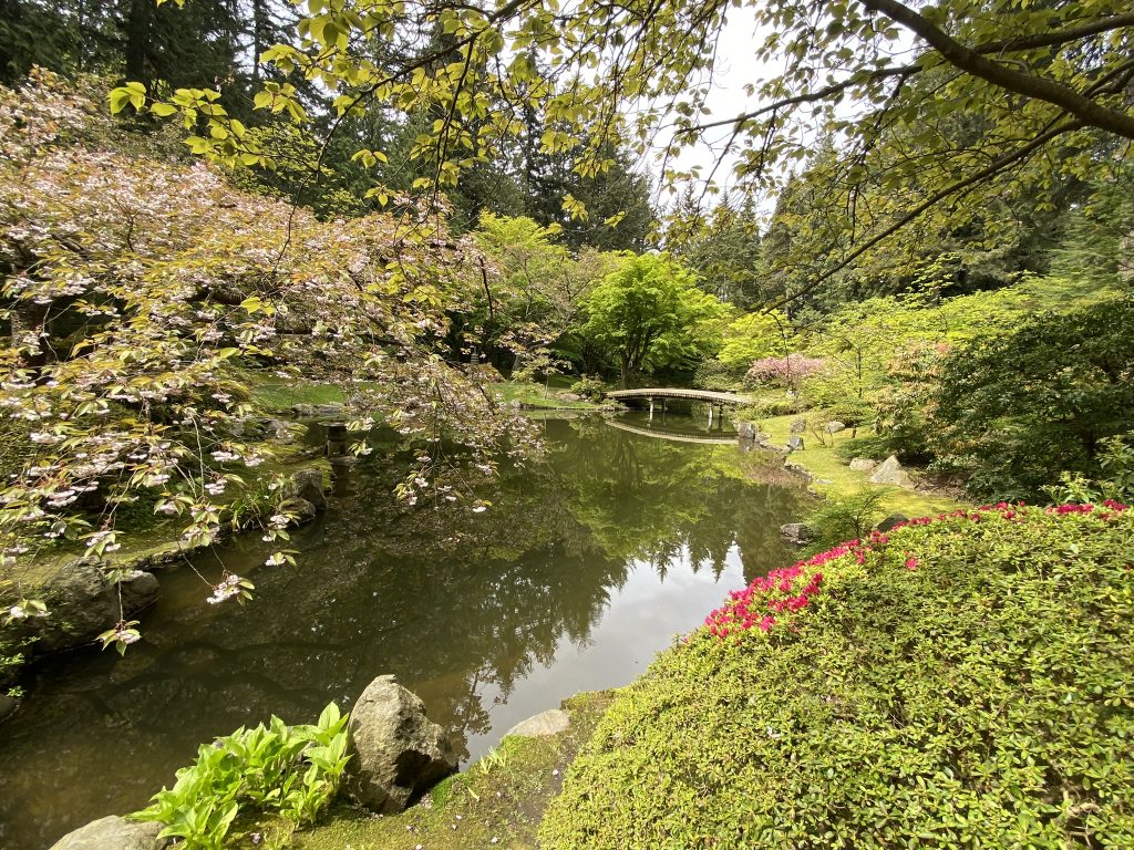 A tranquil pond in the Nitobe Gardens at UBC, a Japanese garden with an arched bridge surrounded by pink blossoms, green trees, and the reflection of the landscape in the water.