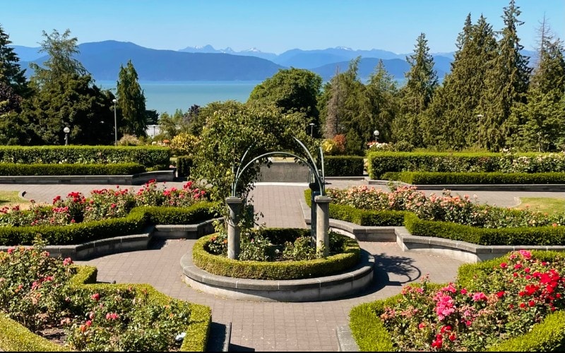 A view of the rose garden at the University of British Columbia and the view of mountains and ocean beyond. The roses planted in the garden are in bloom.