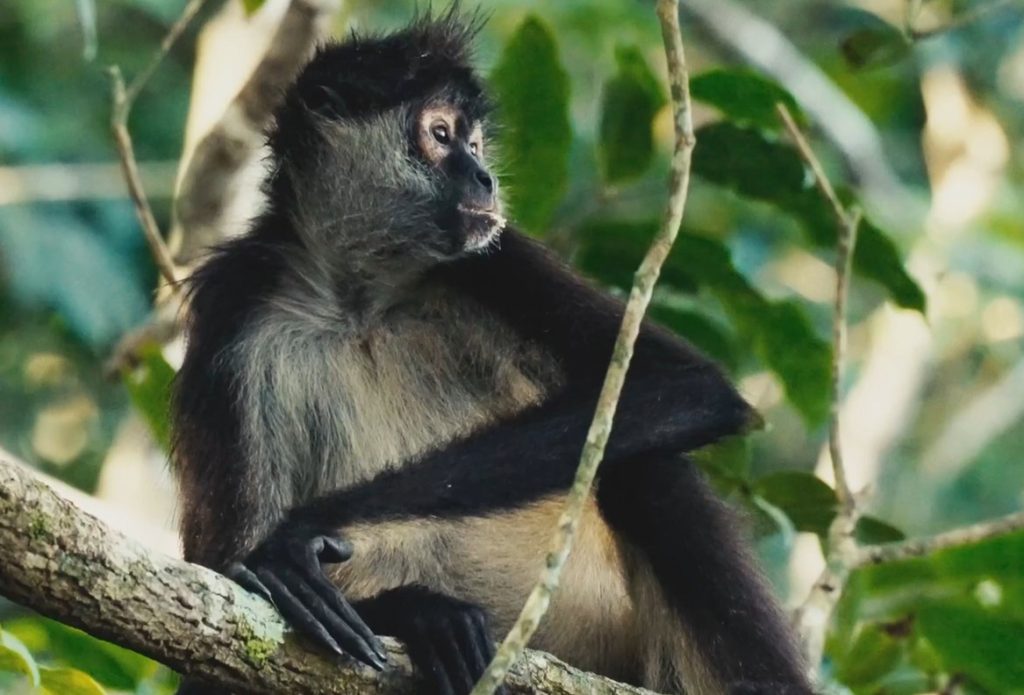 Spider monkey sitting on a tree branch in the jungle in the Yucatan region of Mexico; a screenshot from the documentary film Beyond the Ruins.